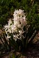 Hyacinthus orientalis IMG_9524 Hiacynt wschodni